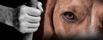 Бил цепью и стулом: жителю Килийской ОТГ вручили подозрение в жестоком обращении с животным